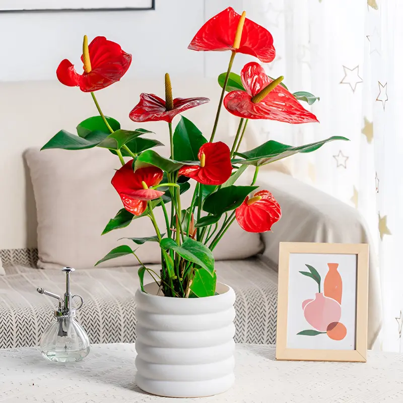 Jardinière d'intérieur élégante pour une présentation polyvalente des plantes